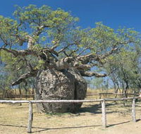 Boab Prison Tree - Brisbane Tourism