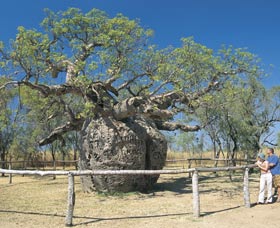 Boab Prison Tree - Brisbane Tourism 0