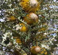 Woylie Walk Dryandra Woodland - Brisbane Tourism