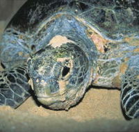 Turtle Nesting Season - Brisbane 4u