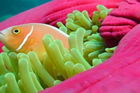 Great Adventures Reef And Green Island Cruises - Tourism Brisbane 2