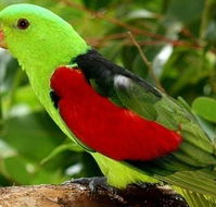 Birdworld Kuranda - Tourism Brisbane