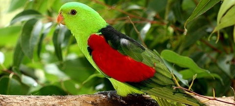 Birdworld Kuranda - Brisbane Tourism 0