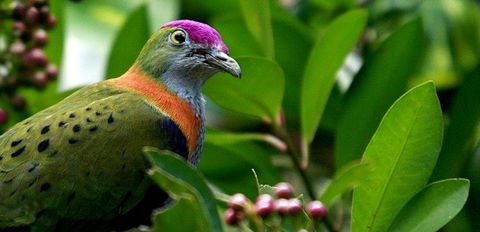 Birdworld Kuranda - Brisbane Tourism 1