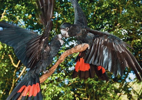 Birdworld Kuranda - Brisbane Tourism 2