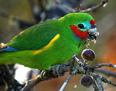 Birdworld Kuranda - Brisbane Tourism 3