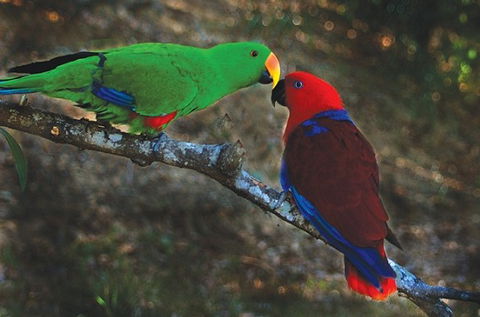 Birdworld Kuranda - Brisbane Tourism 5
