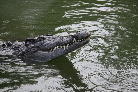 Daintree River Cruise Centre - Tourism Brisbane 1