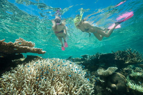 Down Under Cruise And Dive - Brisbane Tourism 4