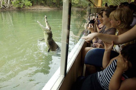 Hartley's Crocodile Adventures - Brisbane Tourism 9
