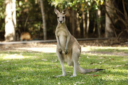 Hartley's Crocodile Adventures - Brisbane Tourism 10