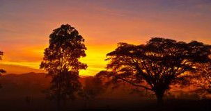 Ingan Tours - Spirit Of The Rainforest Tour - Brisbane Tourism 3