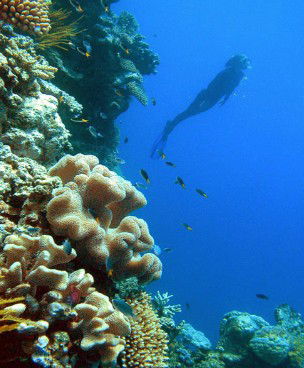 Reef Magic Cruises - Brisbane Tourism 0
