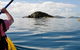 Salty Dog Sea Kayaking - thumb 3