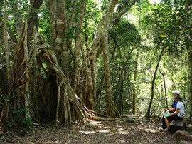 The Airlie Creek Track - Tourism Brisbane 0