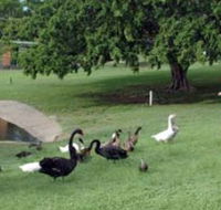 Anzac Park and Ululah Lagoon - Brisbane Tourism