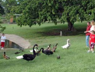 Anzac Park And Ululah Lagoon - Tourism Brisbane 0