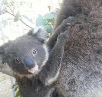 West Oz Wildlife Petting Zoos - Tourism Brisbane