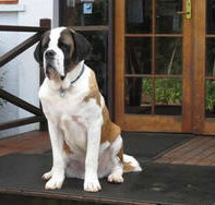 St Bernards Hotel - Tourism Brisbane