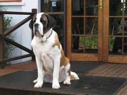 St Bernards Hotel - Tourism Brisbane 0