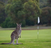 Anglesea Golf Club - Tourism Brisbane