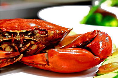 Newquay International Buffet - Tourism Brisbane 0
