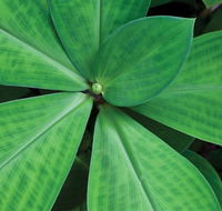 Limberlost Nursery  Garden Centre - Tourism Brisbane