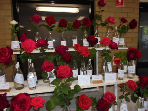 Anglican Spring Flower Show Gundagai - Tourism Brisbane 0