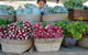 Berry Farmers' Market - thumb 0