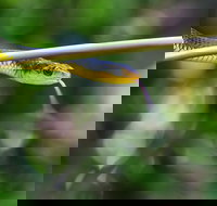 Be Welcomed by Wildlife at the Australian Wildlife Sanctuary