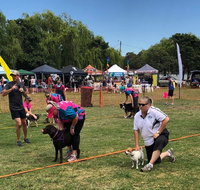 Dogs in the Park Orange - Tourism Brisbane