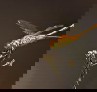 Dragonfly Discovery - Brisbane Tourism