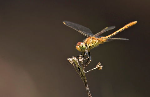 Dragonfly Discovery - Tourism Brisbane 0