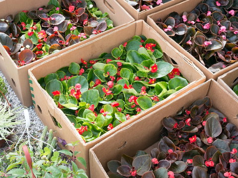 Iluka Markets - Brisbane Tourism 2