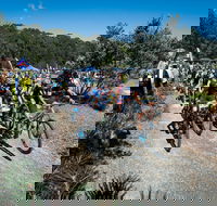 JetBlack Wild Wombat MTB Challenge - Tourism Brisbane