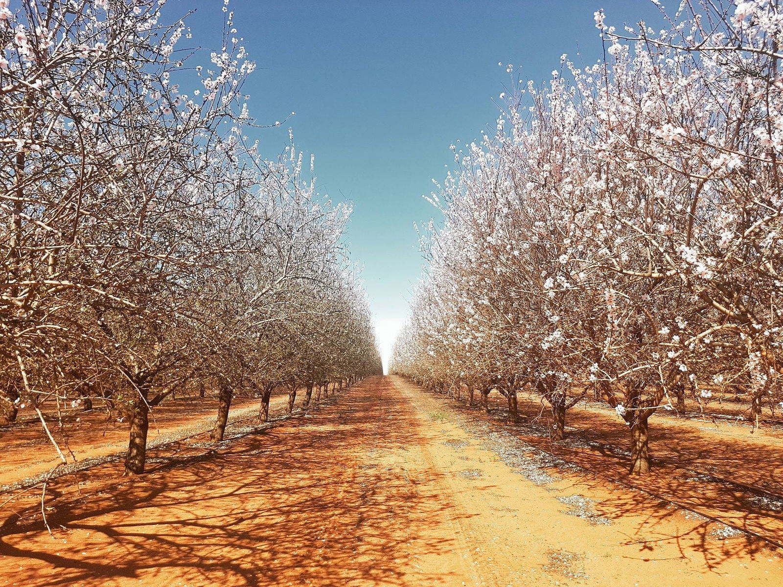 Robinvale Irrigation District Section D VIC Tourism Brisbane