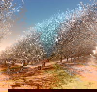 Mallee Almond Blossom Festival - Tourism Brisbane