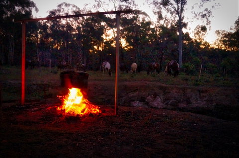 Night Horse Ride And Dinner - Tourism Brisbane 2