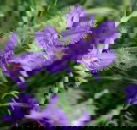 Our Campbelltown - Tourism Brisbane