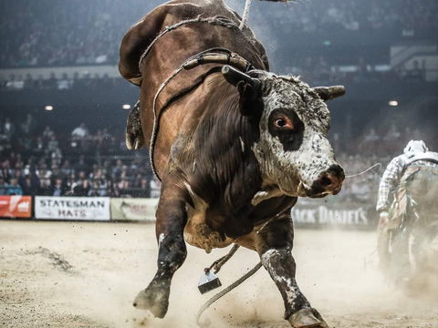 PBR Hawkesbury Stampede - Tourism Brisbane 1