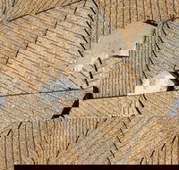 WA Now  Tom Mller Monolith Scores - Virtual Exhibition - Tourism Brisbane
