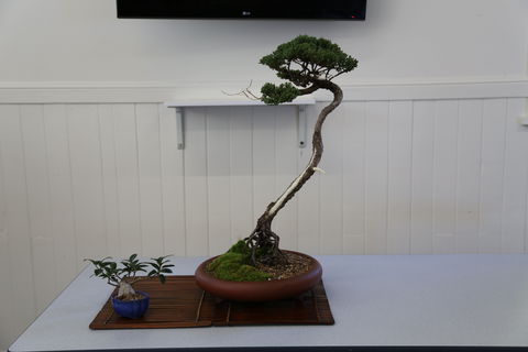 Wauchope Bonsai Workshop Group - Tourism Brisbane 0