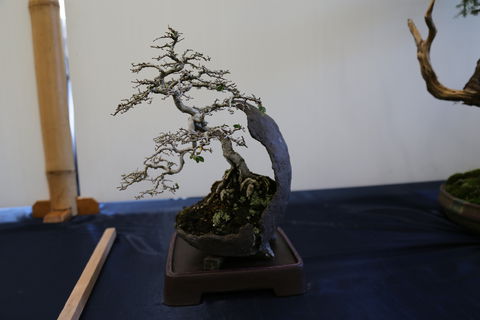 Wauchope Bonsai Workshop Group - Tourism Brisbane 1