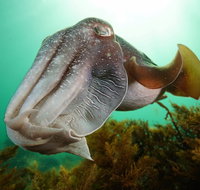Whyalla Maritime Museum - Cuttlefish Capers - Tourism Brisbane