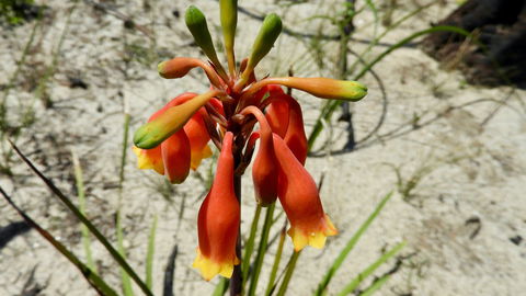 Australian Flora: Past, Present And Future - Brisbane Tourism 0