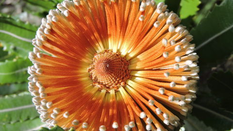 Australian Flora: Past, Present And Future - Brisbane Tourism 1