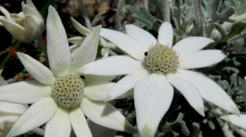 Australian Flora: Past, Present And Future - Brisbane Tourism 2