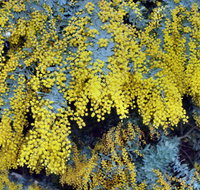 Australian Wattle Day  the Old Bus Depot Markets - Tourism Brisbane