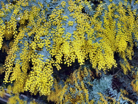 Australian Wattle Day @ The Old Bus Depot Markets - Brisbane 4u 0