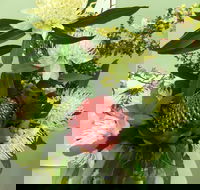 Blackheath Flower and Craft Show - Brisbane Tourism